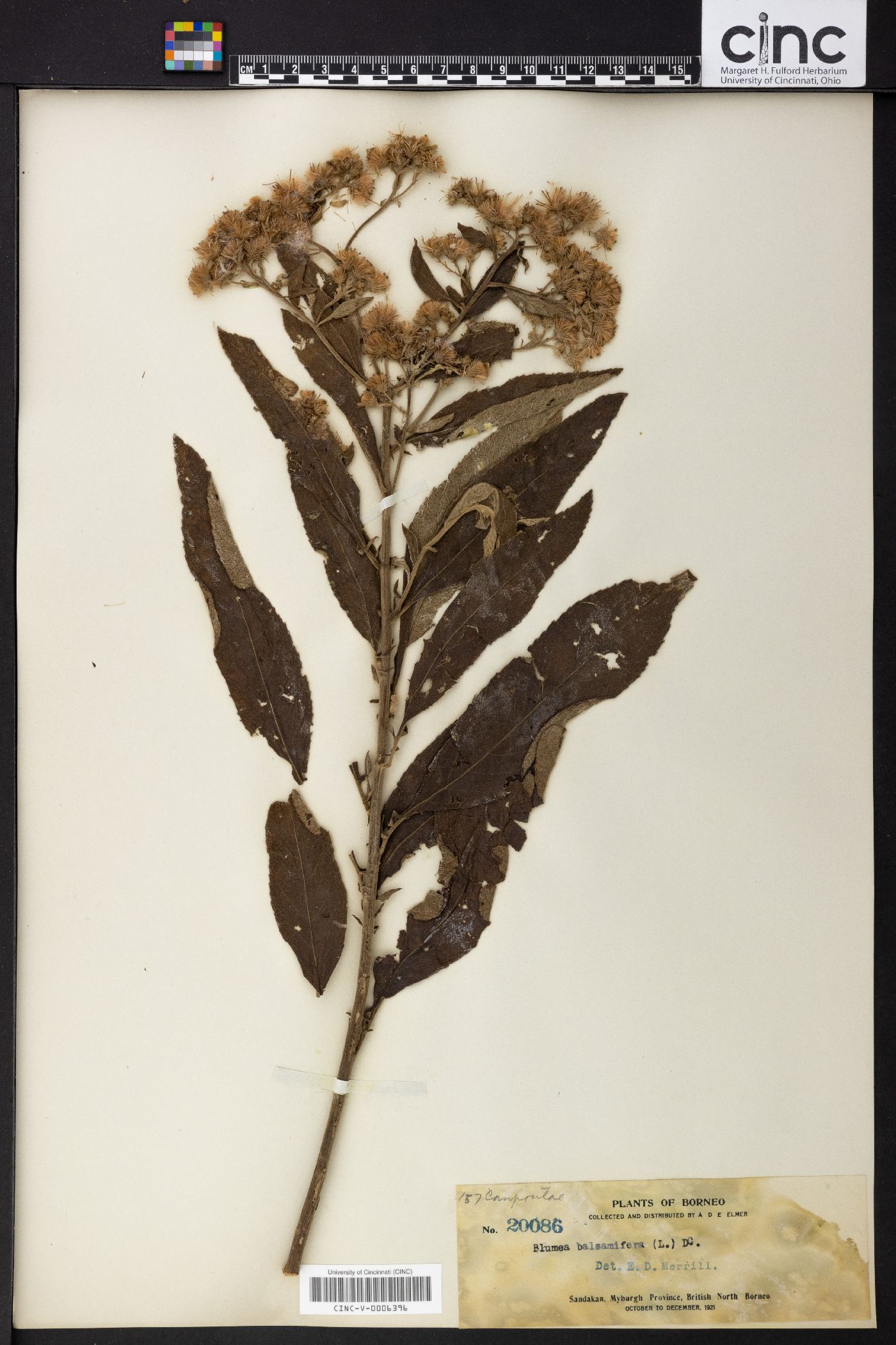 Blumea balsamifera image