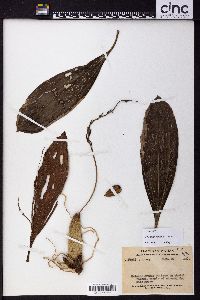 Pholidota chinensis image