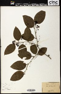 Smilax tamnoides image