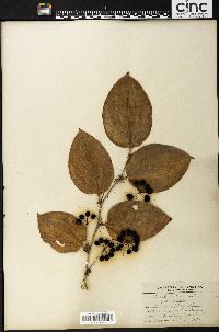 Smilax tamnoides image