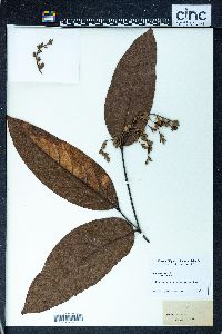 Atuna excelsa image