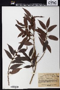 Diospyros eriantha image