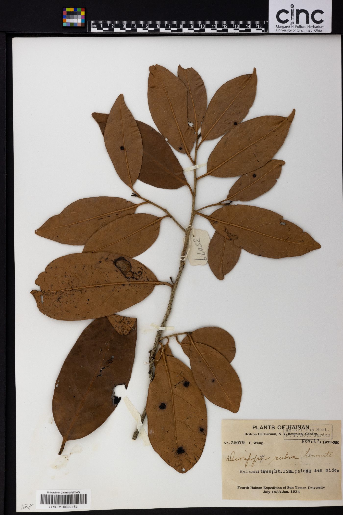 Diospyros defectrix image