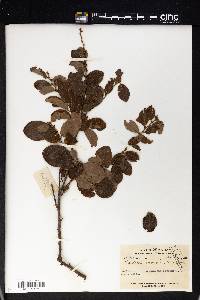 Cleistanthus monoicus image