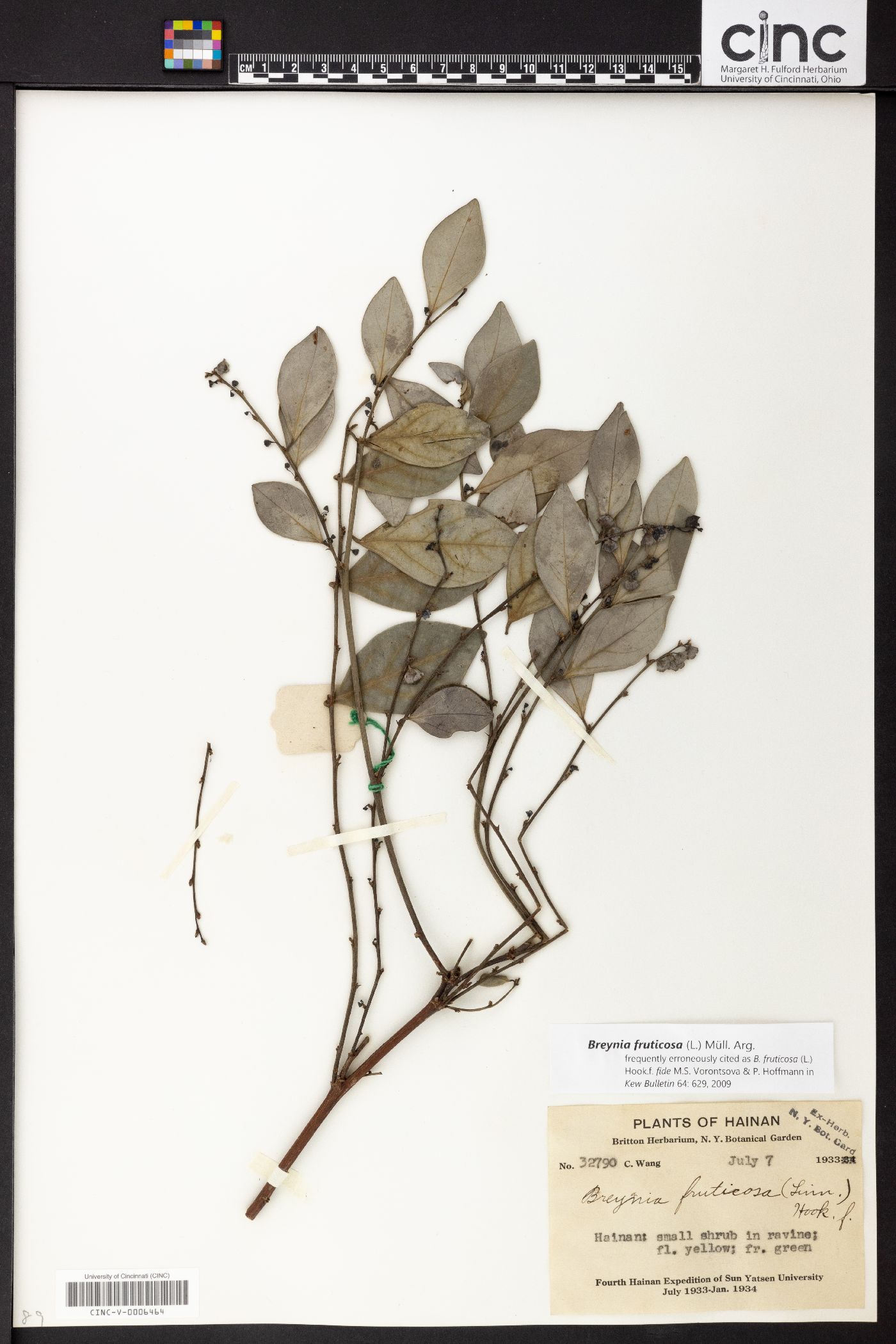 Breynia fruticosa image