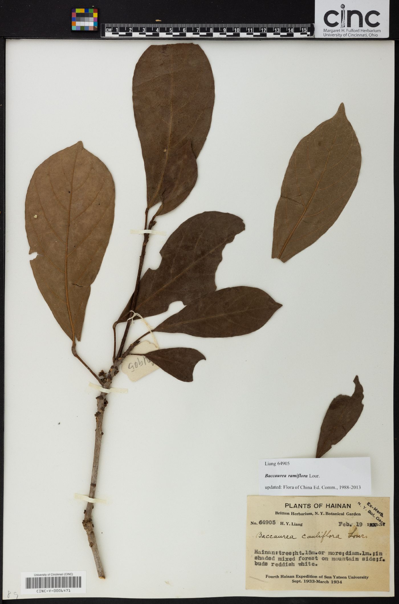 Baccaurea ramiflora image