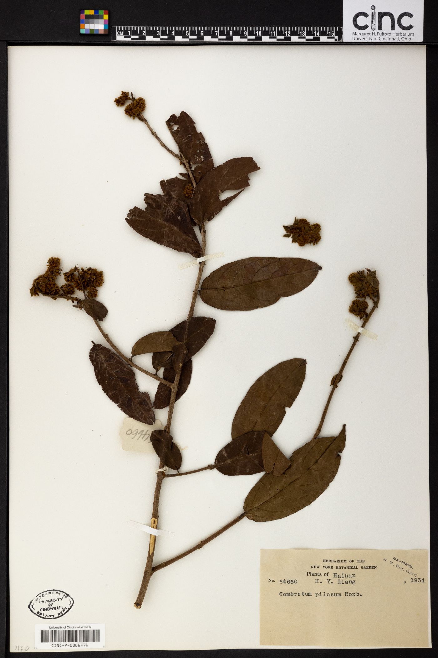 Combretum pilosum image