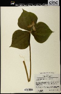 Trillium hagae image