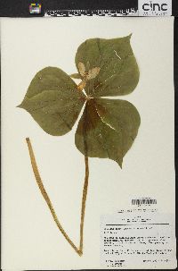 Image of Trillium hagae