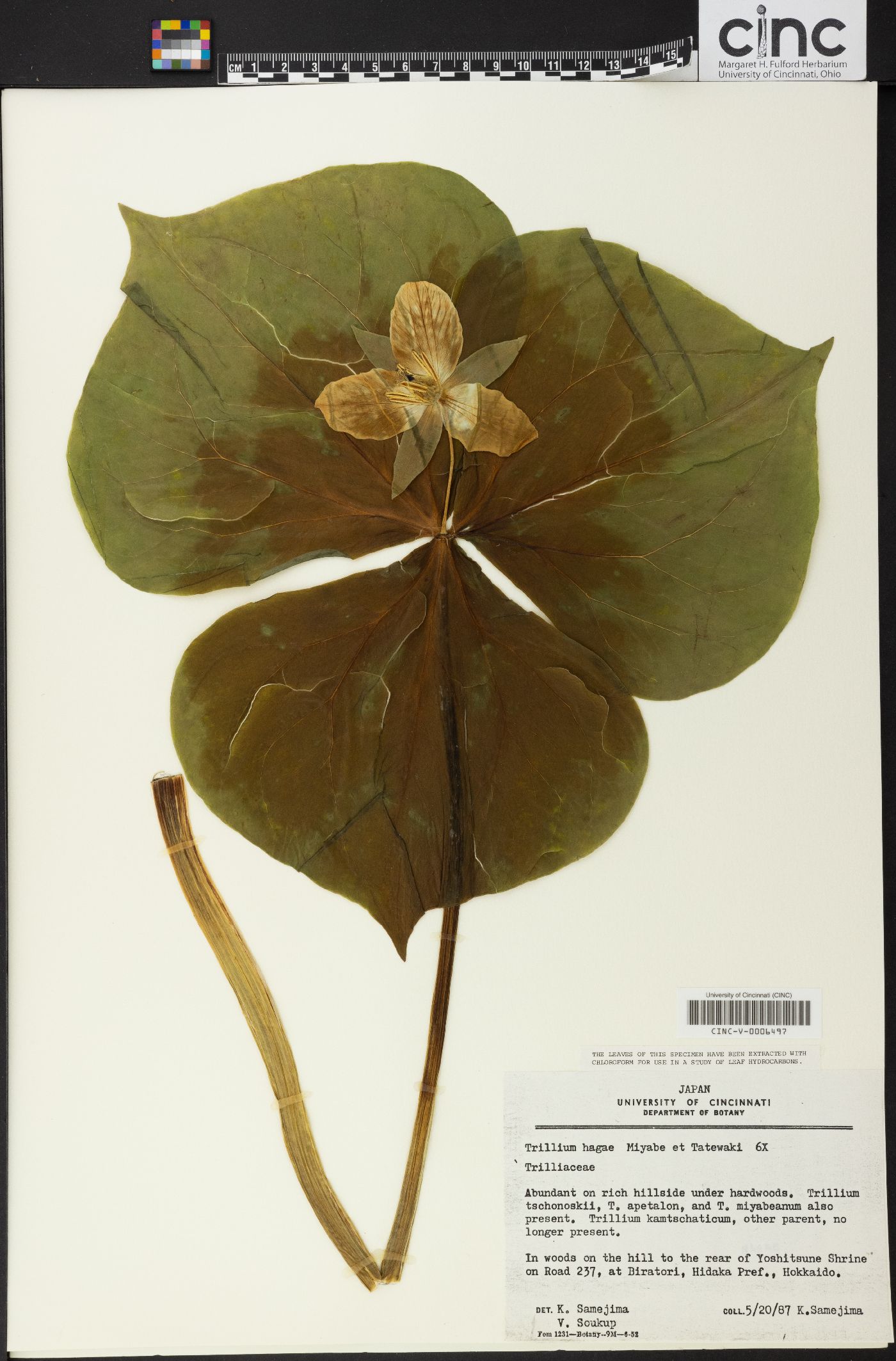 Trillium hagae image