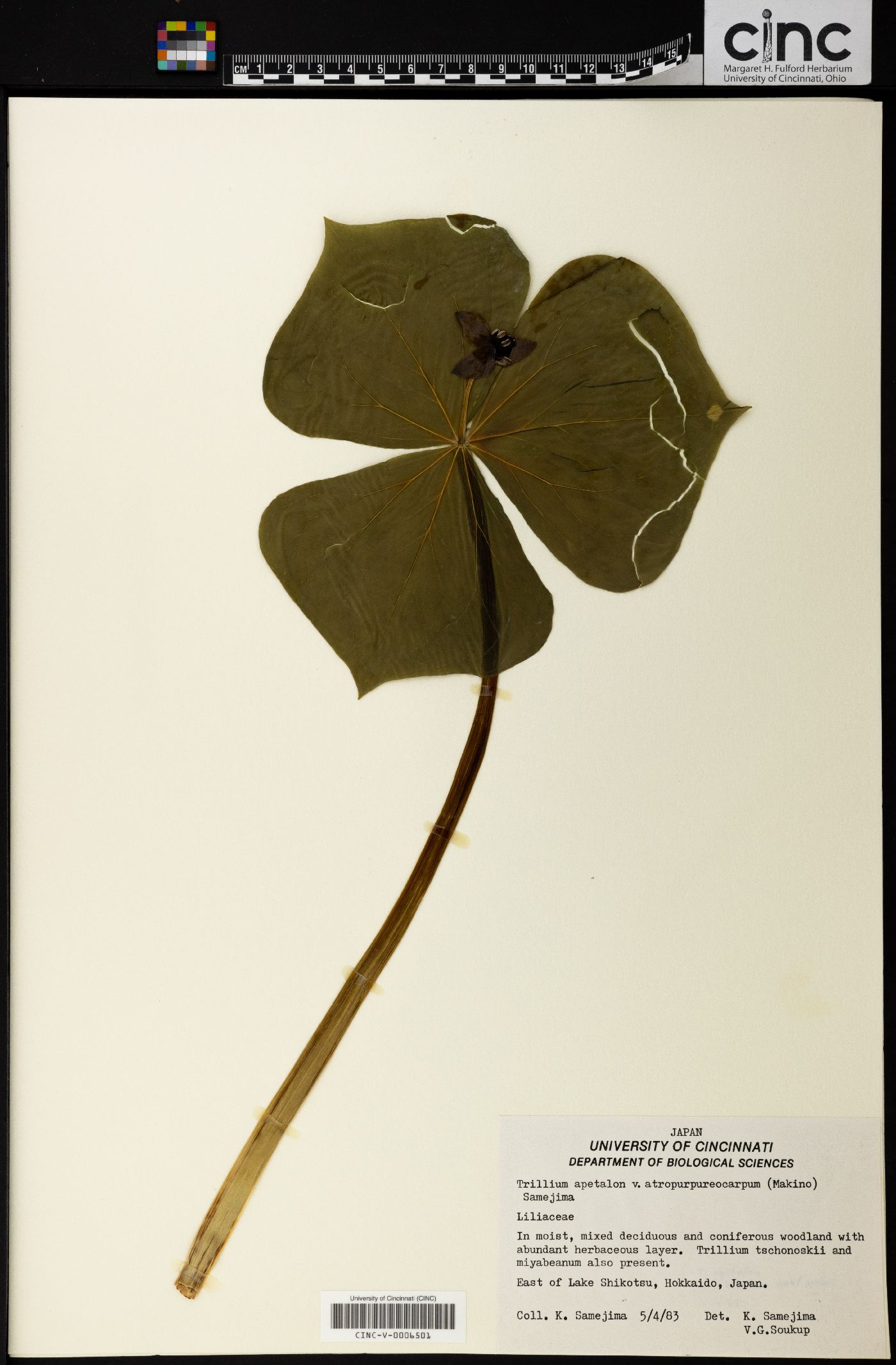 Trillium apetalon image
