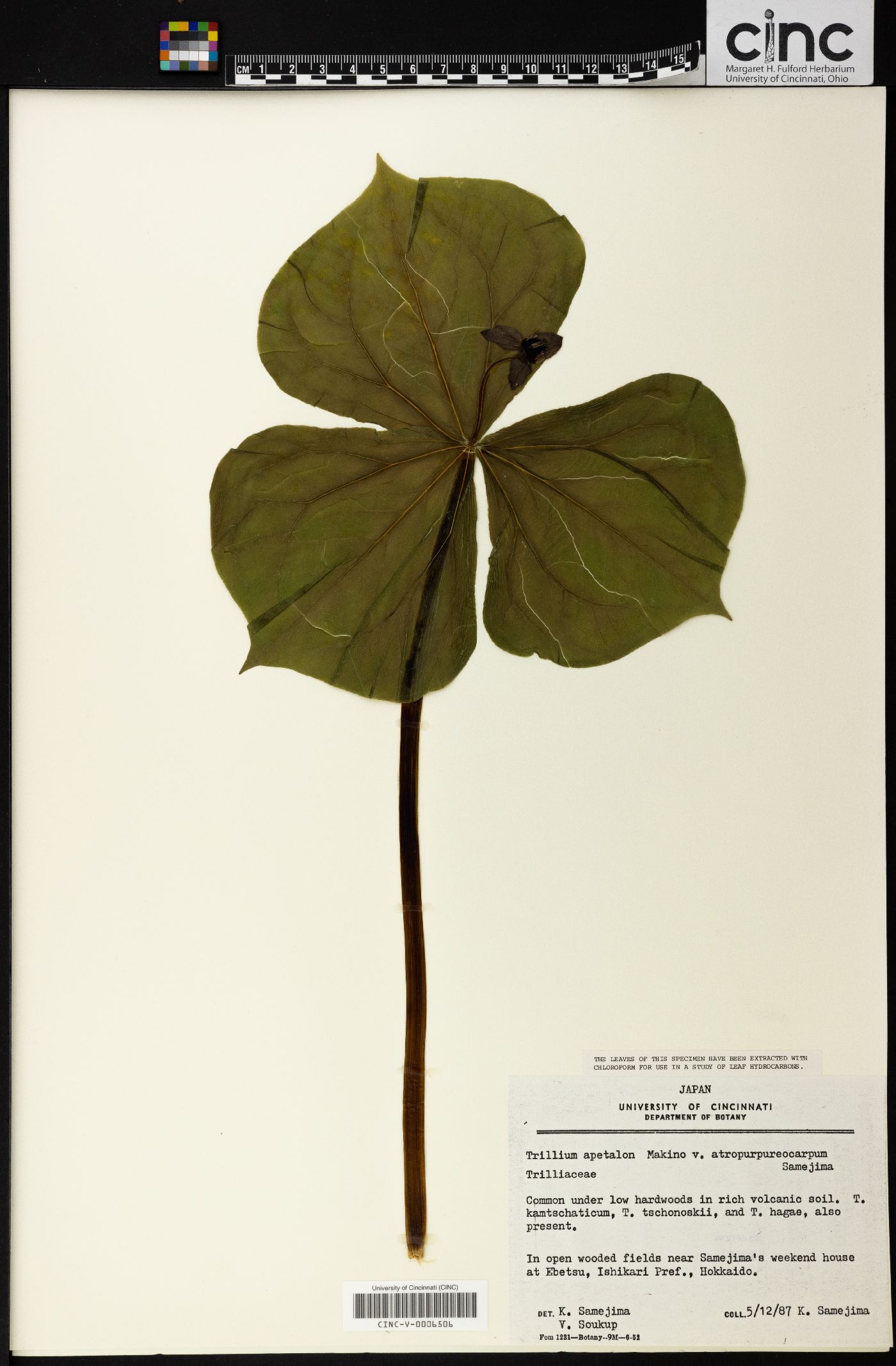 Trillium apetalon image