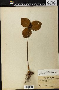 Trillium sessile image