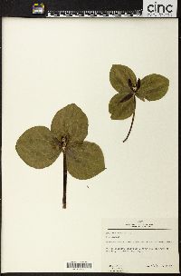 Trillium sessile image