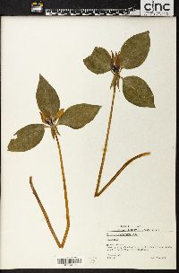 Trillium recurvatum image