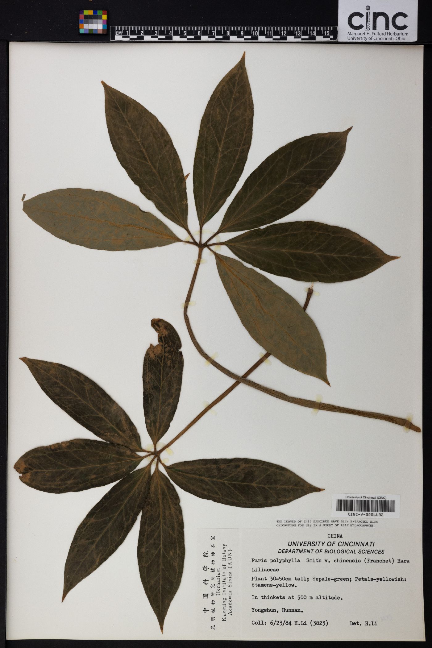 Paris polyphylla image