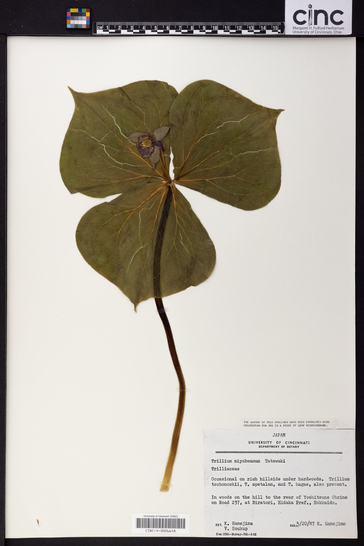 Trillium miyabeanum image