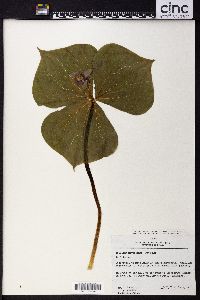 Image of Trillium miyabeanum