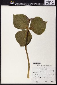 Trillium smallii image