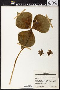 Trillium smallii image