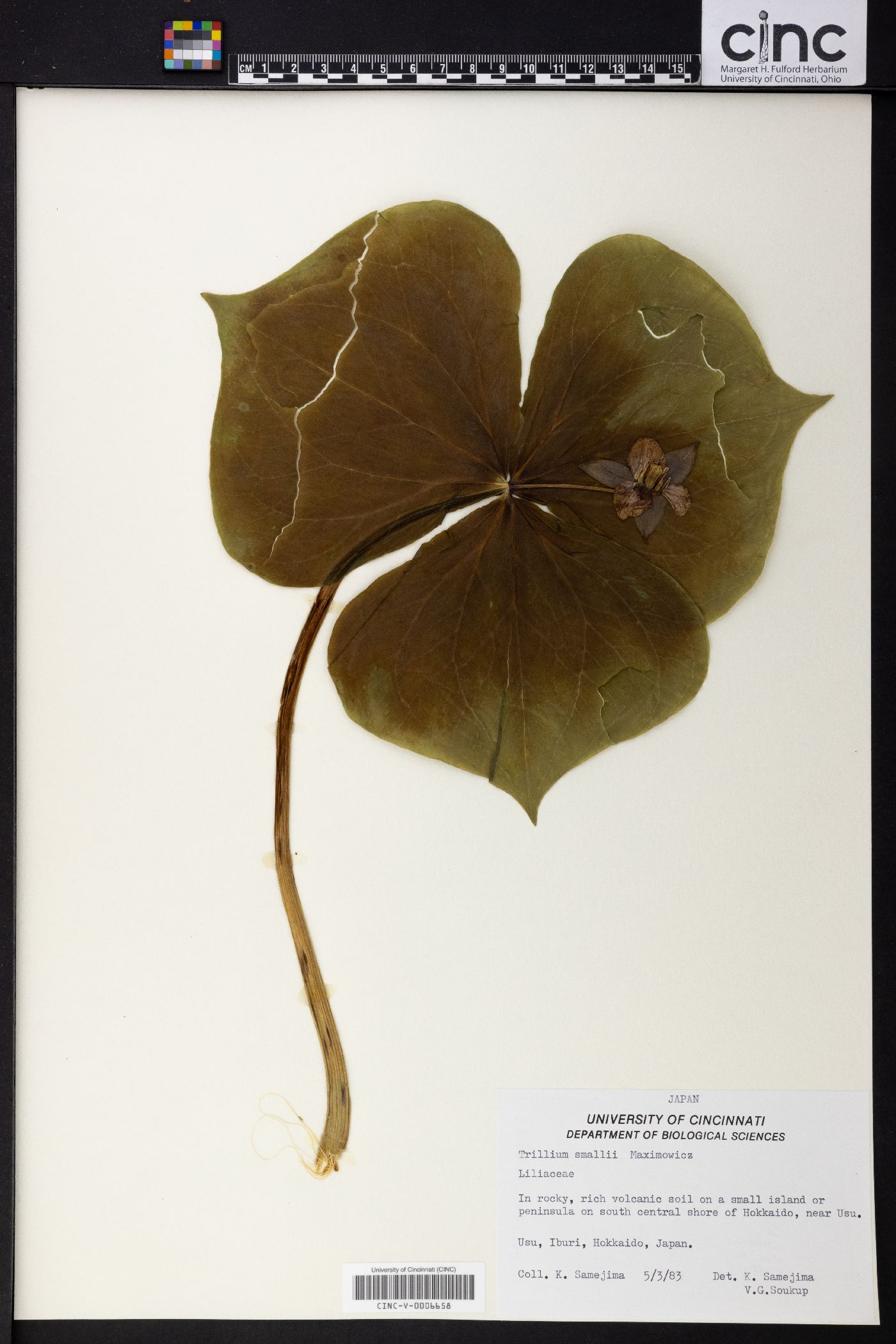 Trillium smallii image