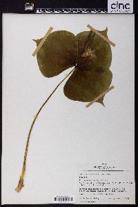 Trillium tschonoskii image