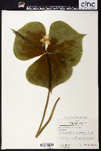 Trillium tschonoskii image