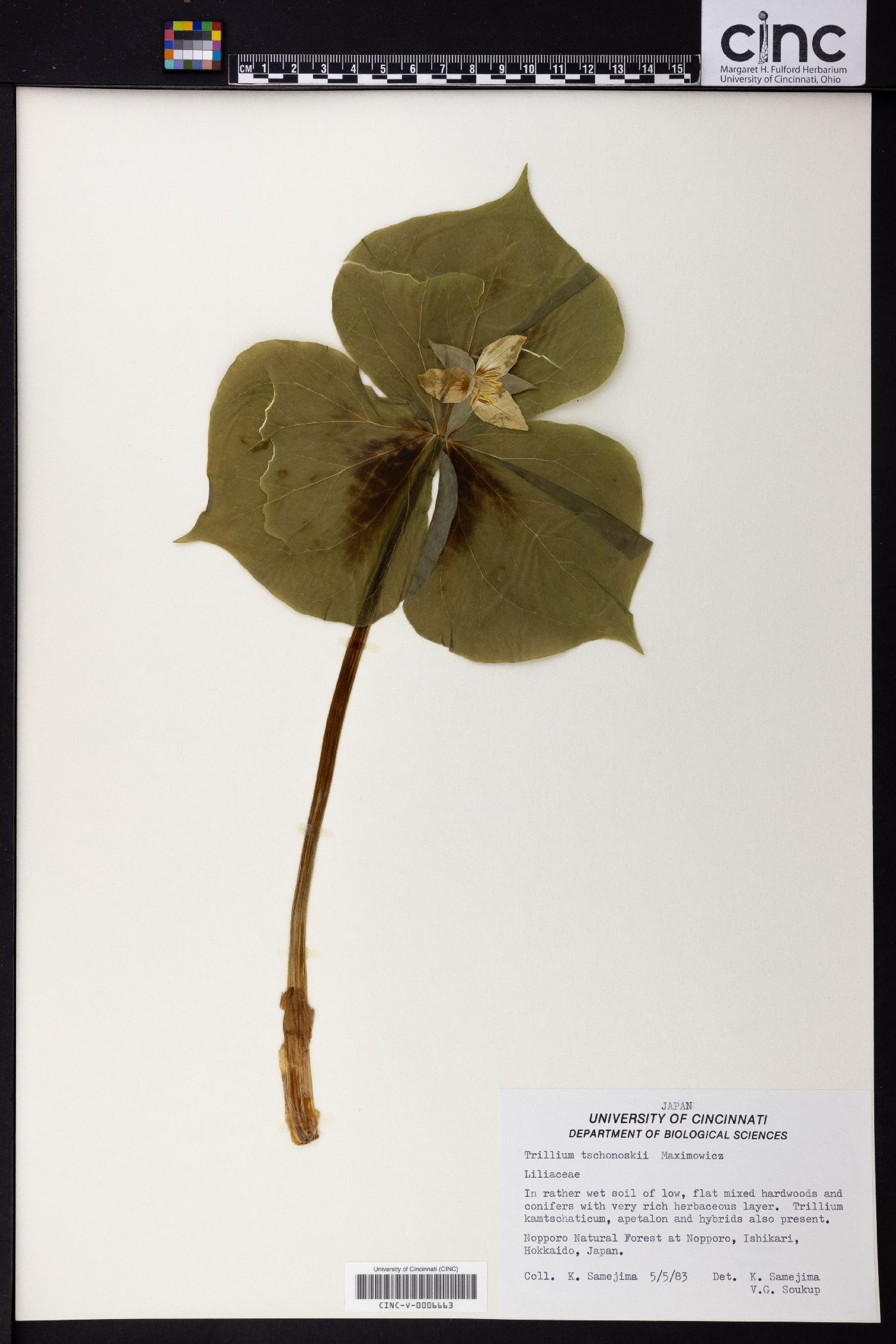 Trillium tschonoskii image