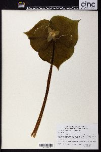 Trillium tschonoskii image