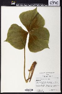 Trillium tschonoskii image