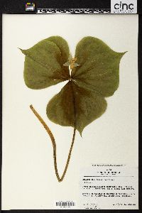 Trillium tschonoskii image