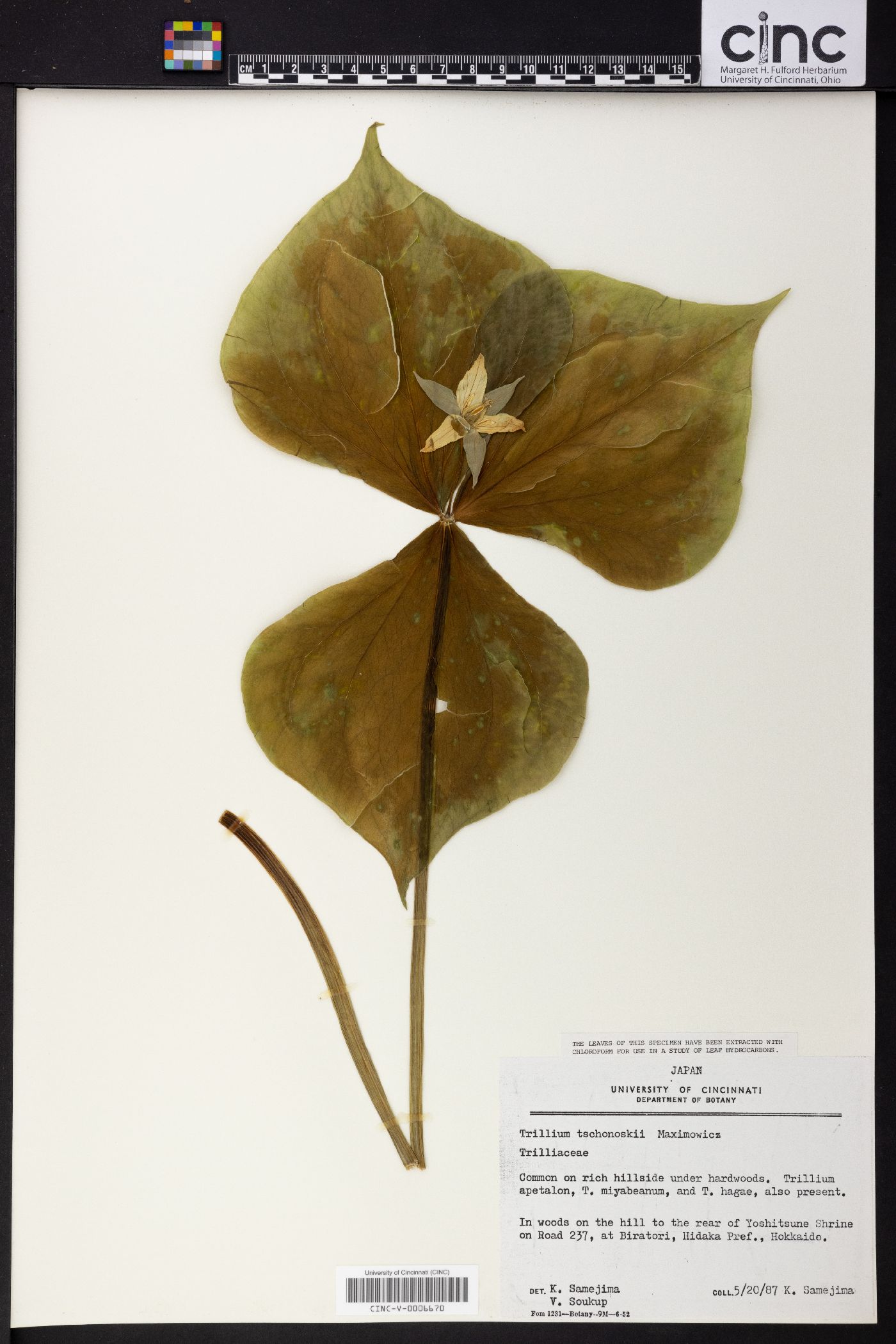 Trillium tschonoskii image