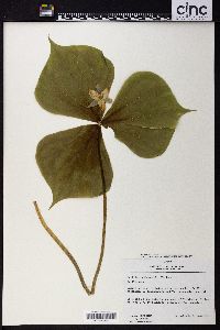 Trillium tschonoskii image