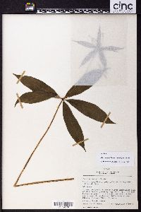 Paris polyphylla image