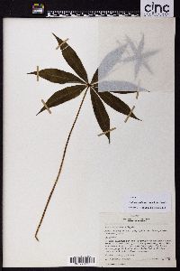 Paris polyphylla var. stenophylla image