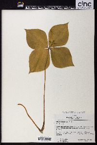 Paris tetraphylla image