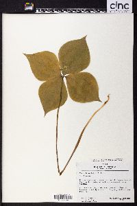 Paris tetraphylla image