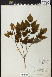 Actaea alba image