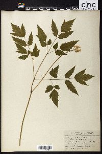 Actaea alba image