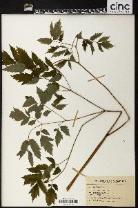 Actaea alba image