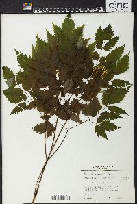 Actaea alba image