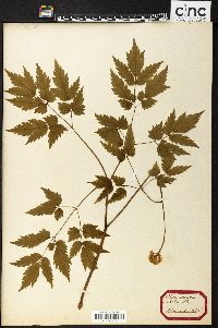 Actaea alba image