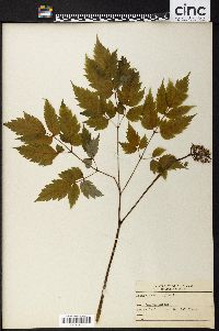 Actaea alba image