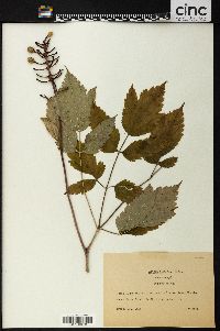 Actaea alba image