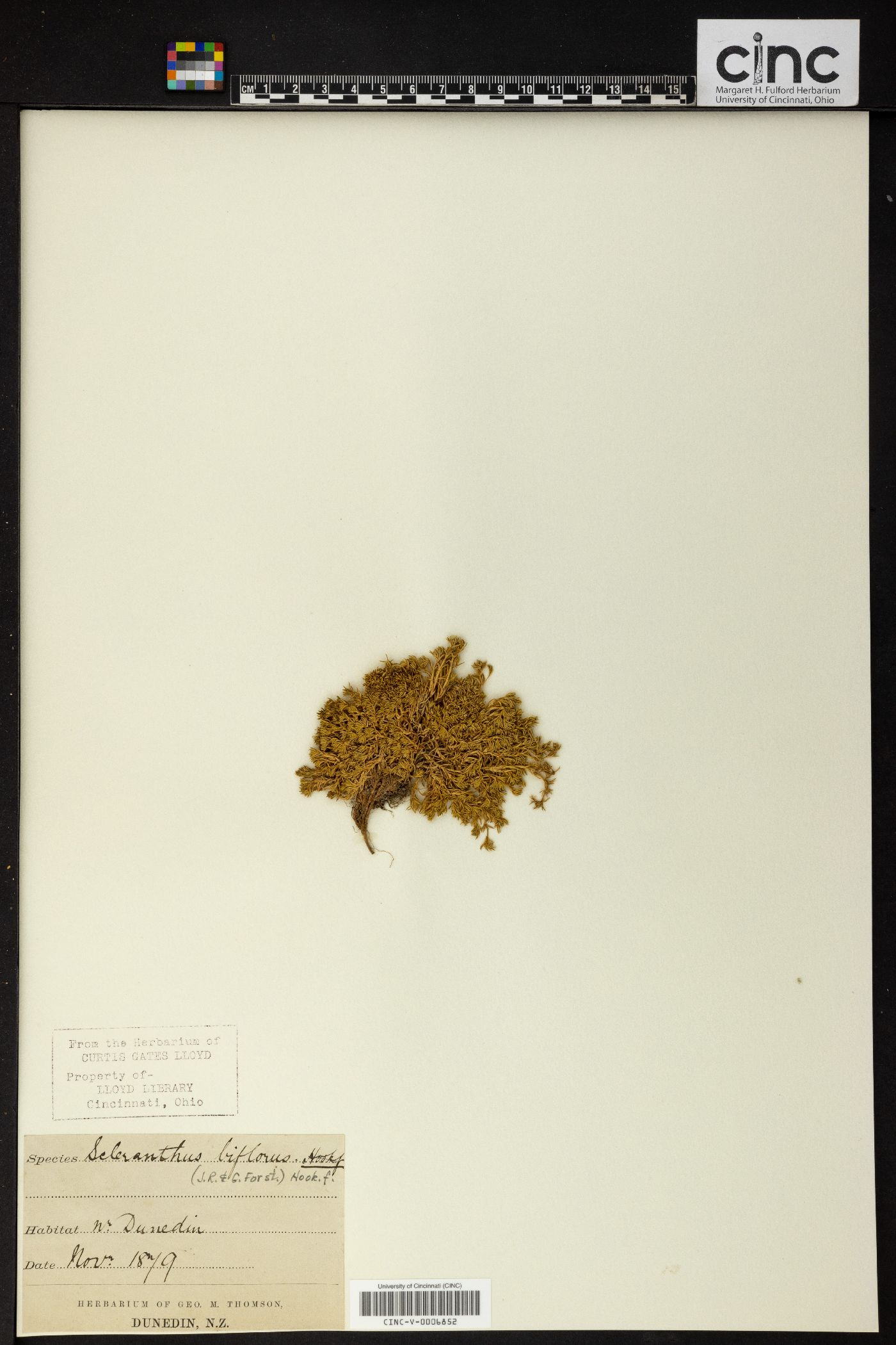 Scleranthus biflorus image