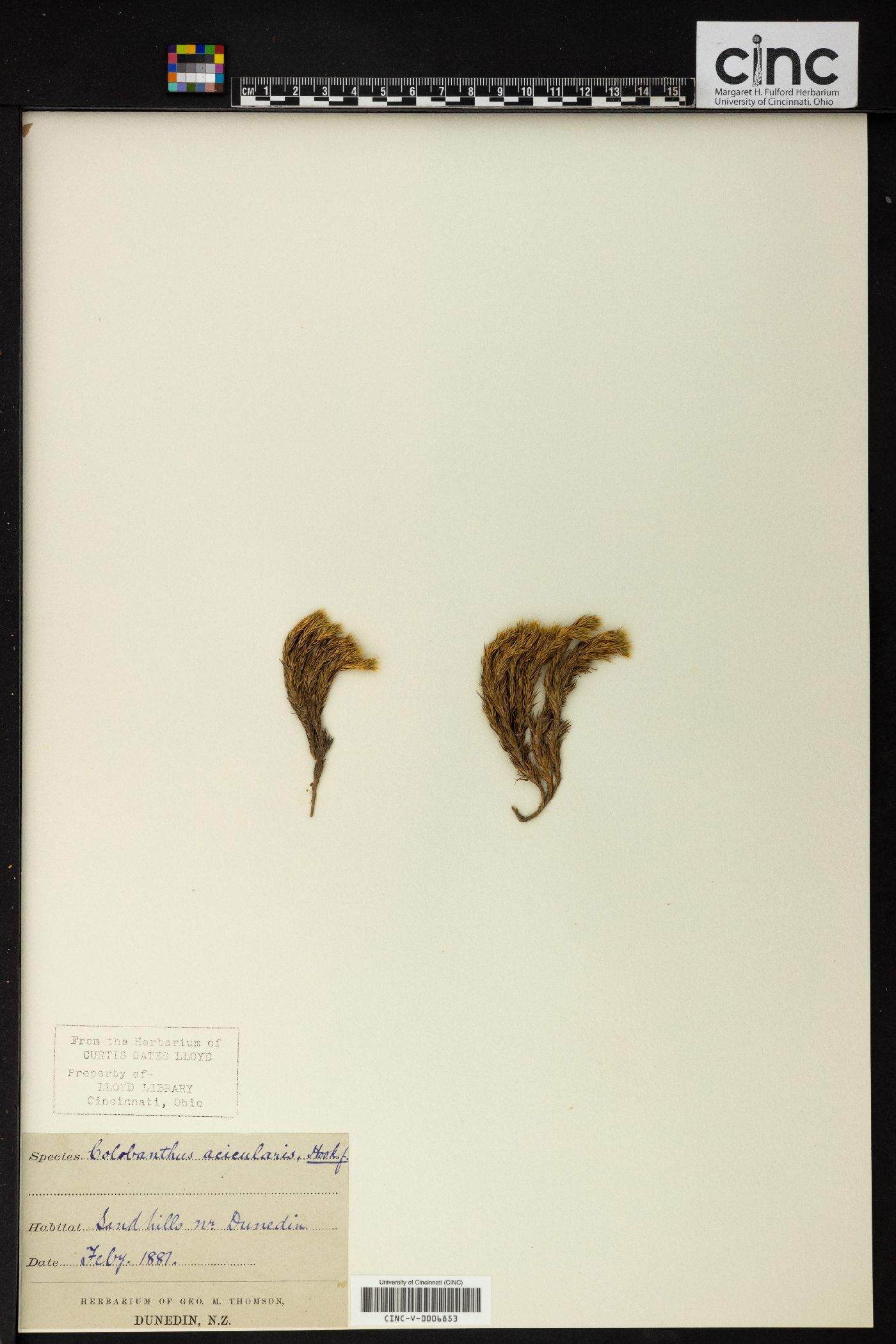 Colobanthus acicularis image