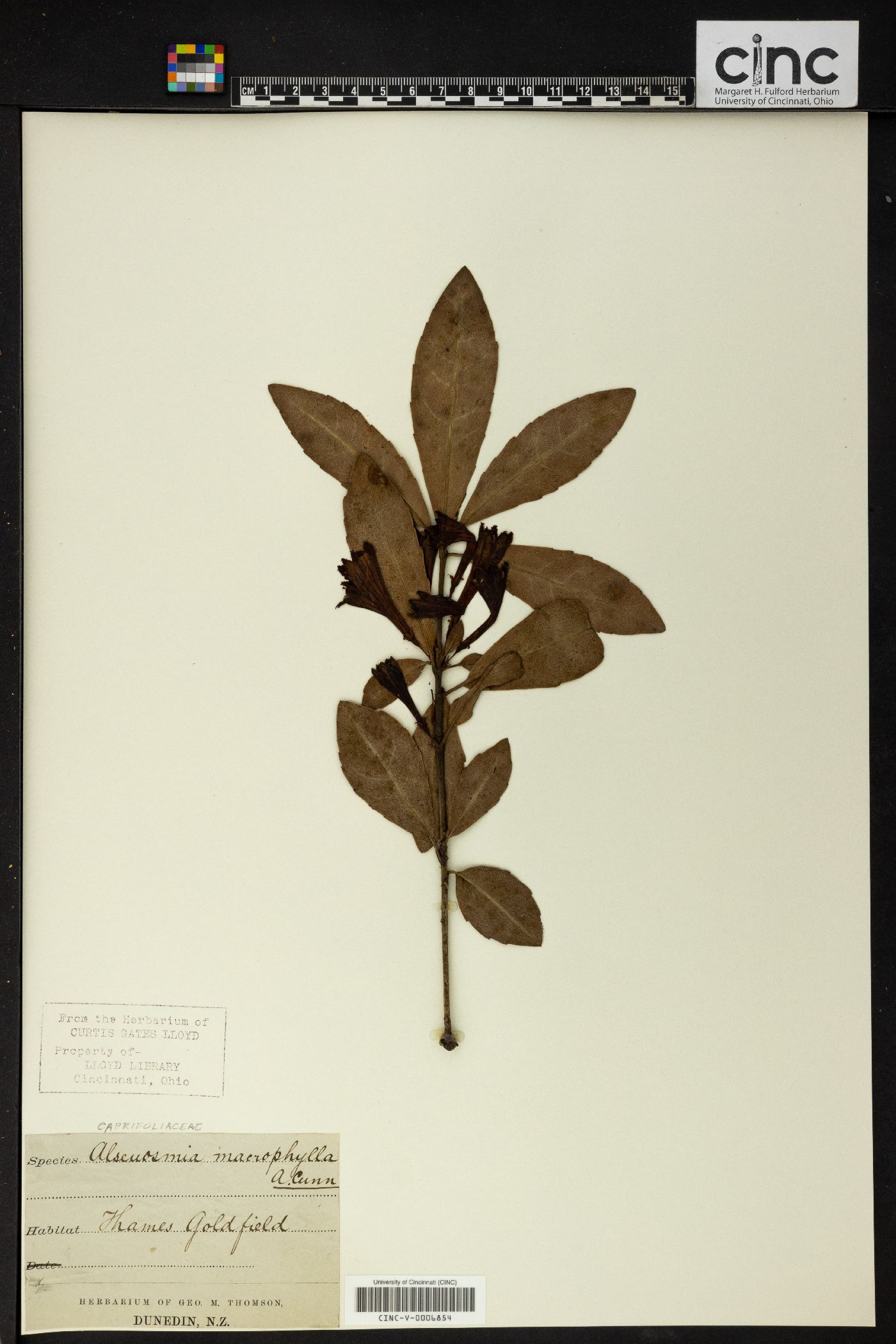 Alseuosmia macrophylla image