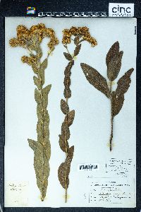 Solidago rigida image