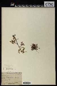 Pratia angulata image