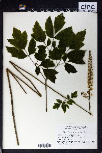 Actaea racemosa image